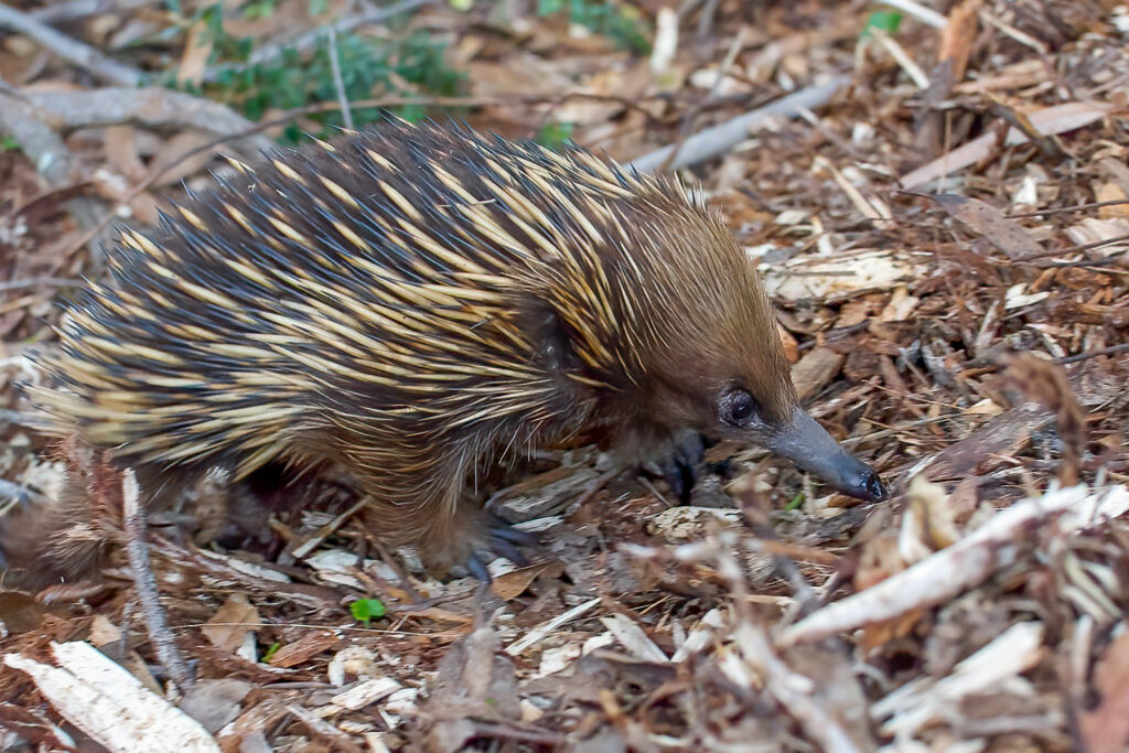 A short-beaked echidna (Tachyglossus aculeatus), Budderoo National Park, New South Wales, Australia. Echidnas are monotremes, one of the three main groups of mammals along with placentals and marsupials. The group also includes the platypus. Scientists believe monotremes were ground-dwelling creatures before the K-Pg asteroid impact and remained so afterward. Image credit: Daniel J. Field