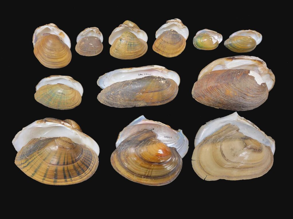 Shell specimens from 12 of the 54 lampsiline freshwater mussel species analyzed in the University of Michigan study. These specimens were collected from various U.S. rivers and streams during the 20th century and are now part of the U-M Museum of Zoology mollusk collection. Image credit: Taehwan Lee, U-M Museum of Zoology