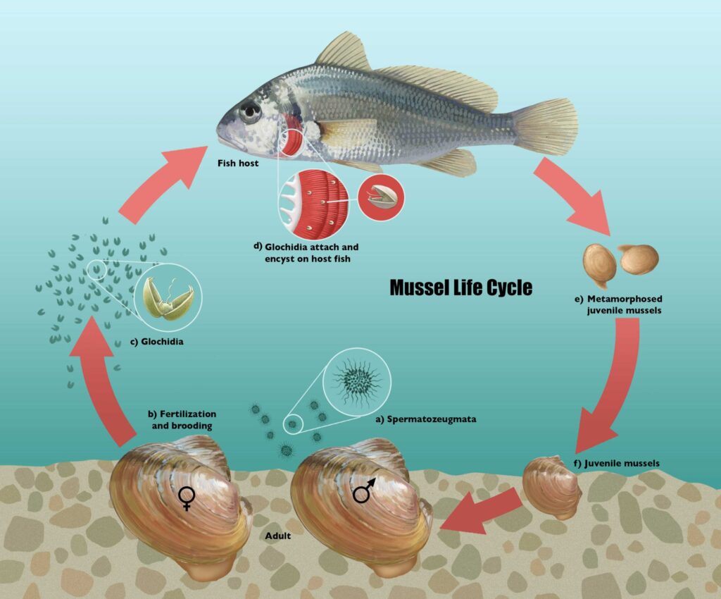 Illustration depicting the life cycle of freshwater mussels using Potamilus ohiensis as an exemplar. a) Male mussels release spermatozoa into the water column. b) Spermatozeugmata enter female mantle cavity via incurrent siphon to fertilize brooded eggs. c) Parasitic larvae (glochidia) are released into the water column. d) Glochidia attach and encyst on host fish, Aplodinotus grunniens. e) Metamorphosed juvenile mussels detach from host. f) Juvenile mussels assume the prolonged benthic phase of the life cycle. Illustration by John Megahan/University of Michigan, from Hewitt et al. in PeerJ, 2021