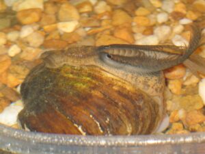 A fish-like mantle lure on a female Southern Pocketbook (Lampsilis ornata) freshwater mussel. Photo credit: Paul Johnson, Alabama Aquatic Biodiversity Center
