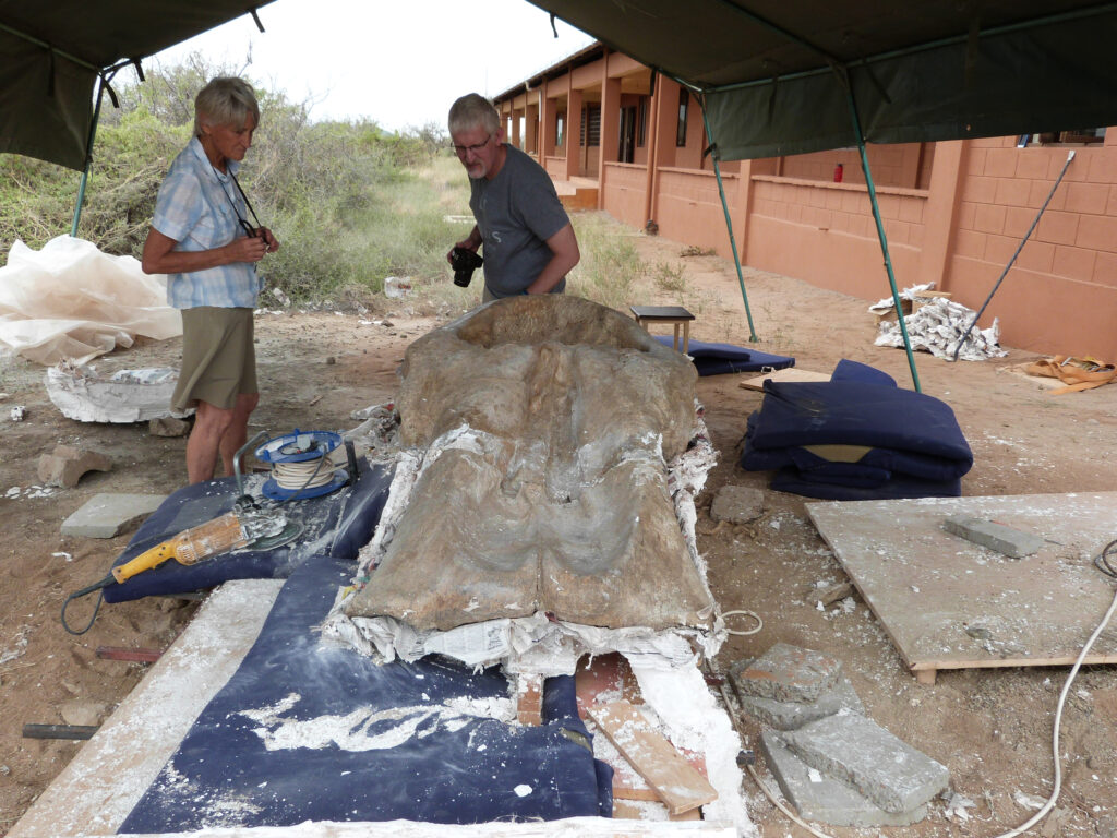 Meave Leakey, left, and William Sanders examining the Loxodonta adaurora cranium KNM-ER 63642 in its plaster jacket at the Ileret research facility of the Turkana Basin Institute. Image credit: Steve Jabo, Smithsonian Institution