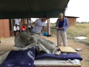 William Sanders, left, and Louise Leakey measuring Loxodonta adaurora cranium KNM-ER 63642 at the Ileret research facility of the Turkana Basin Institute. The two-meter-long body calipers used to take linear measurements on the cranium originally belonged to Louise's grandfather, the renowned paleoanthropologist Louis Leakey. Image credit: Steve Jabo, Smithsonian Institution
