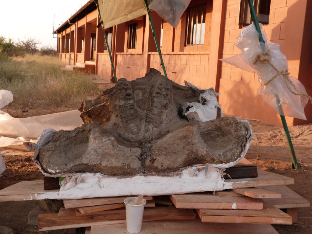 Loxodonta adaurora cranium KNM-ER 63642 upside down in front view, showing tusk sockets and molars, at the Ileret research facility of the Turkana Basin Institute. Image credit: William Sanders, University of Michigan Museum of Paleontology