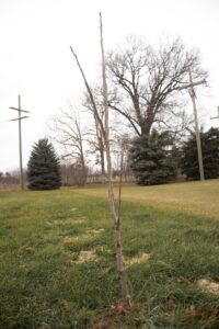 A Tappan sapling