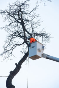 Arborist in a cherry picker prepares to cut down the Tappan Oak