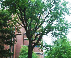 The Tappan Oak