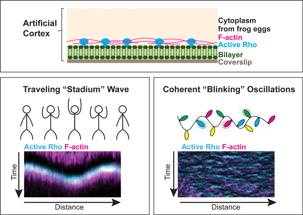 As a cell prepares to divide, its cell cortex proteins begin to move. First, its cortical proteins form an excitable wave, like spectators performing “the wave” at a football stadium. Second, cortical proteins organize into coherent oscillations, which behave like blinking holiday lights, associating and dissociating with the membrane at regular intervals. Image credit: Jennifer Landino, A. Miller lab