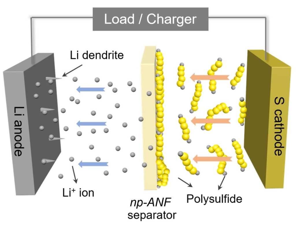 A diagram of the battery shows how lithium ions can return to the lithium electrode while the lithium polysulfides can't get through the membrane separating the electrodes. In addition, spiky dendrites growing from the lithium electrode can't short the battery by piercing the membrane and reaching the sulfur electrode. Image credit: Ahmet Emre, Kotov Lab