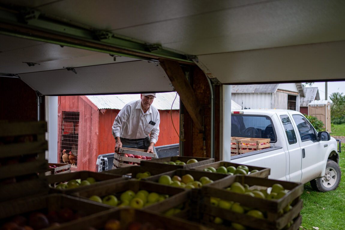 Dale Lessor loads apples at Lessor Farms in Dexter to be delivered to Michigan Dining. (Eric Bronson, Michigan Photography)