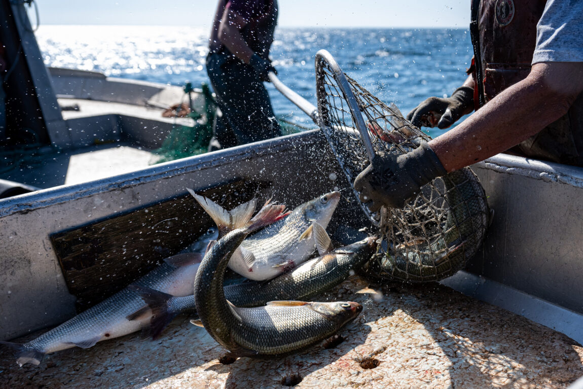 The Bay Port Fish Co. pulls in the fresh catch in its whitefish nets in Saginaw Bay. (Eric Bronson, Michigan Photography)