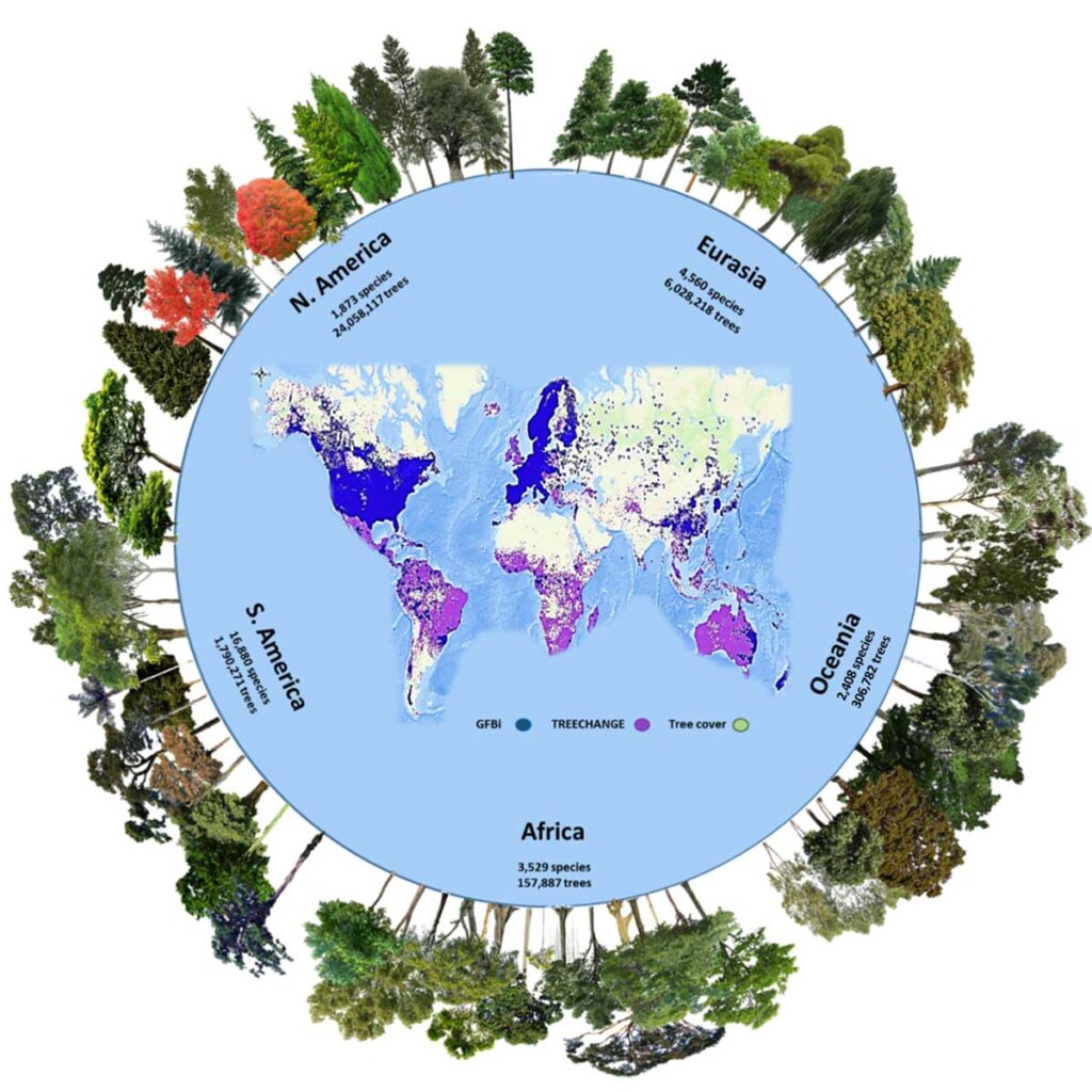 The number of tree species and individuals per continent in the Global Forest Biodiversity Initiative database, one of two databases used in the new study. GFBI data were merged with TREECHANGE data to provide the estimates in the new study. Green areas represent the global tree cover. The GFBI database contains records of about 38 million trees from 28,192 species. Depicted here are some of the most frequent species recorded in each continent. Image credit: Cazzolla Gatti et al. in PNAS, 2022