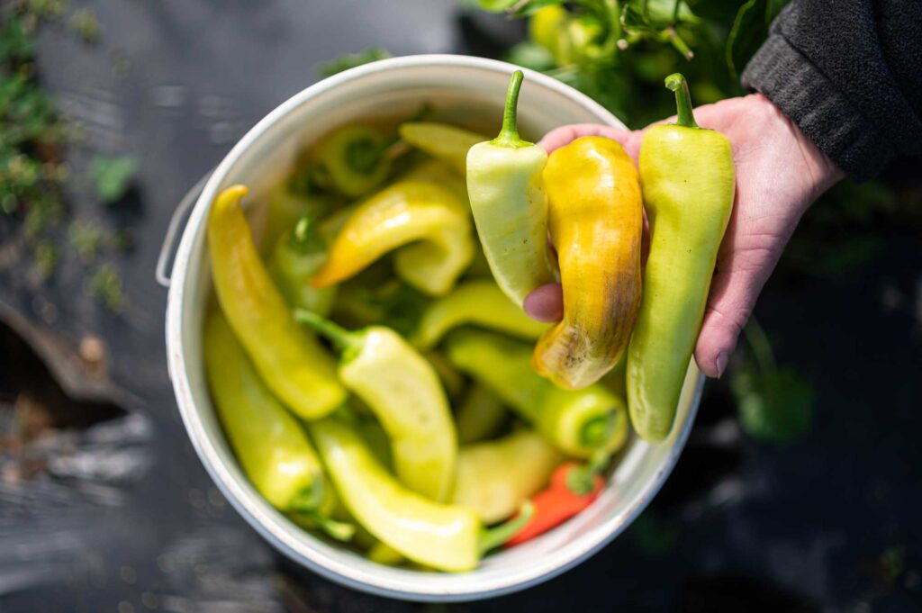 Peppers harvested at J&amp;T Todosciuk Farms in Howell, Michigan. Image credit: Austin Thomason, Michigan Photography