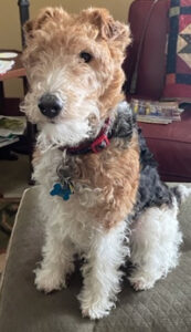 Cute dog, courtesy of R. Schweitzer