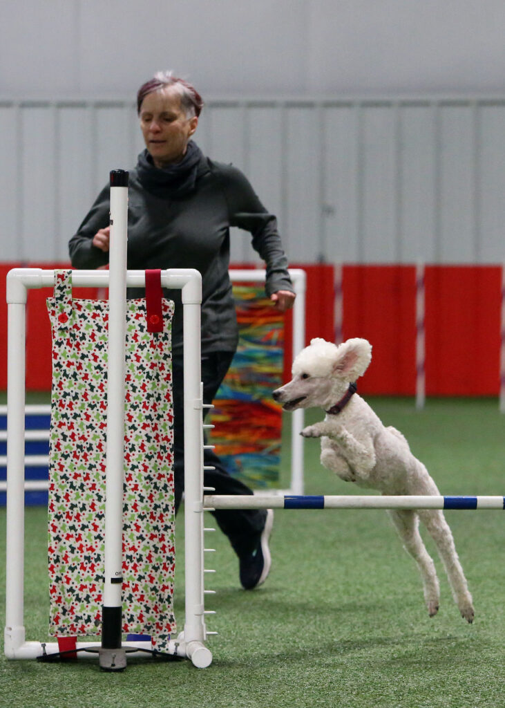 Holly Hughes will take Rider, her white miniature poodle, to the American Kennel Club’s National Agility Championships on April 1-3. (Photo courtesy of Holly Hughes)