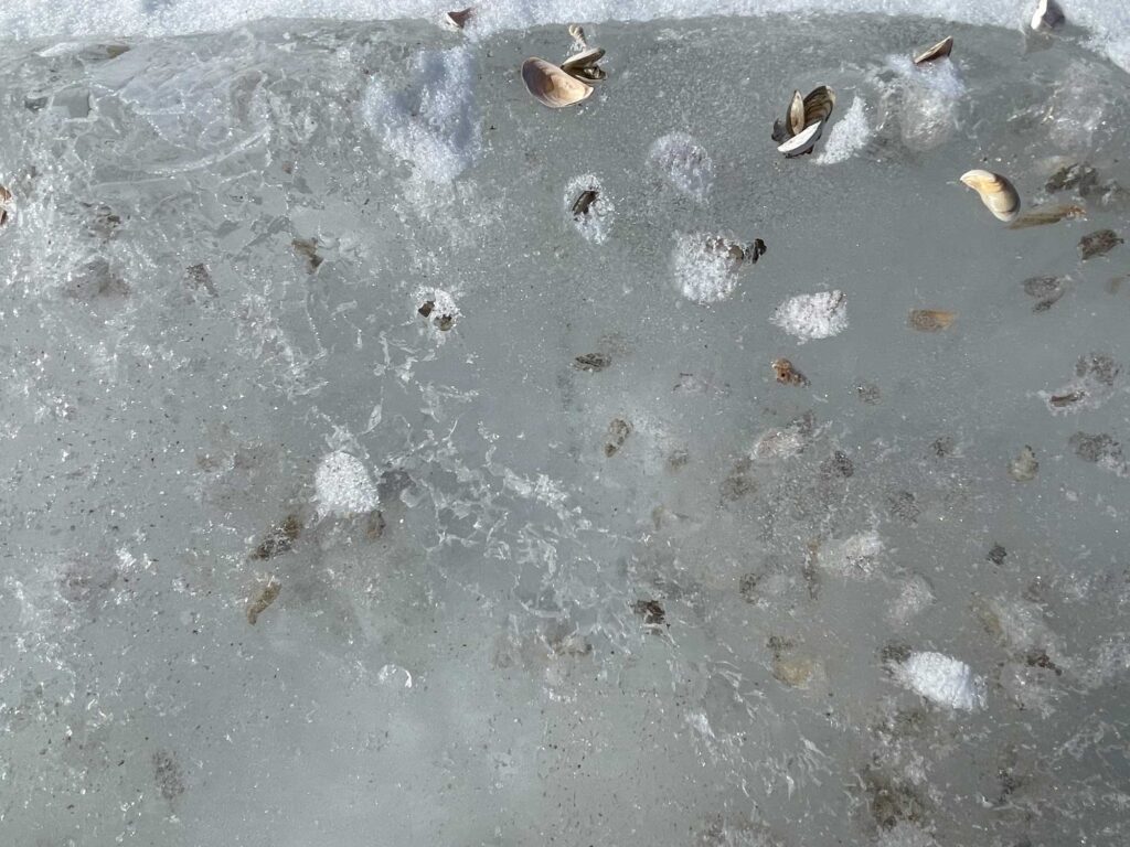 Quagga and zebra mussels shells frozen into the surface ice on Saginaw Bay in mid-February. Image credit: Michigan News