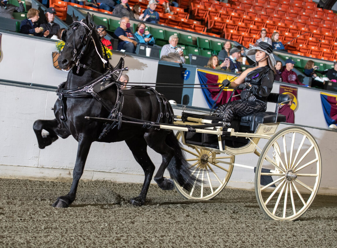 Esme Gregory, human resources assistant at the Institute for Social Research, shows in cart her stud Friesian, King, at the 2021 Haflinger and Hitch Pony Championship Series finals in Massachusetts. Gregory and King finished first. (Stacie C. Lynch)
