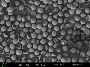 Scanning electron microscope image of many grass pollen grains (Poaceae Aristida sp.) from a Lake Bosumtwi (Ghana) sediment core. Image credit: Caixia Wei