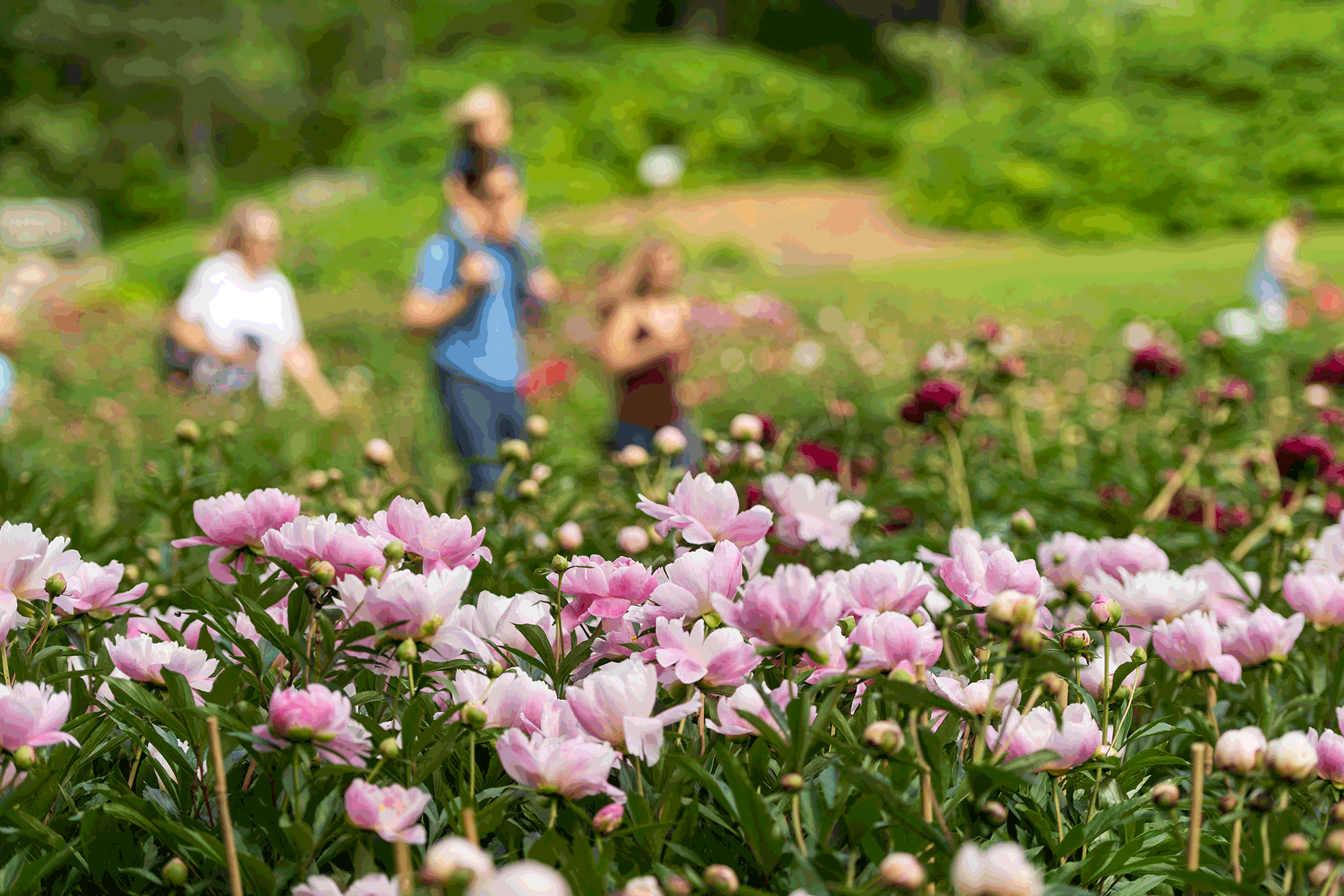 University of Michigan Nichols Arboretum Peony Garden. Image credit: Scott Soderberg