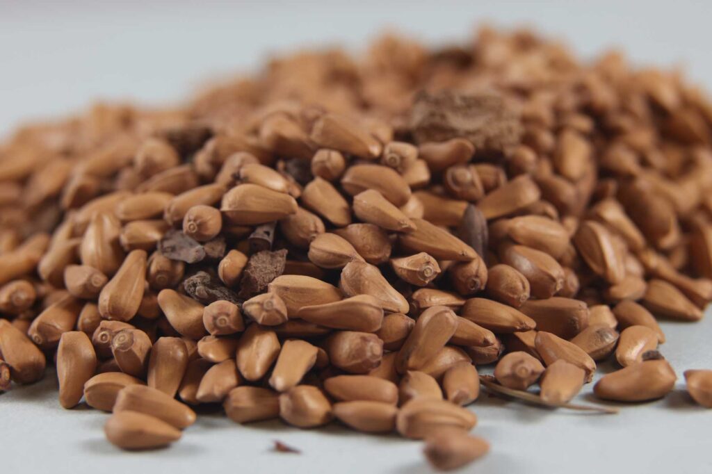 The collection of ancient crops at the Kelsey Museum of Archaeology includes safflower seeds. Image credit: Jeremy Marble, Michigan News
