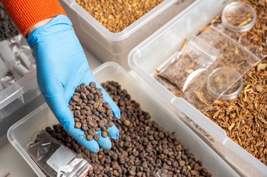 Laura Motta, University of Michigan paleoethnobotanist, shows lupins excavated from the Karanis site in Egypt. Image credit: Eric Bronson, Michigan Photography