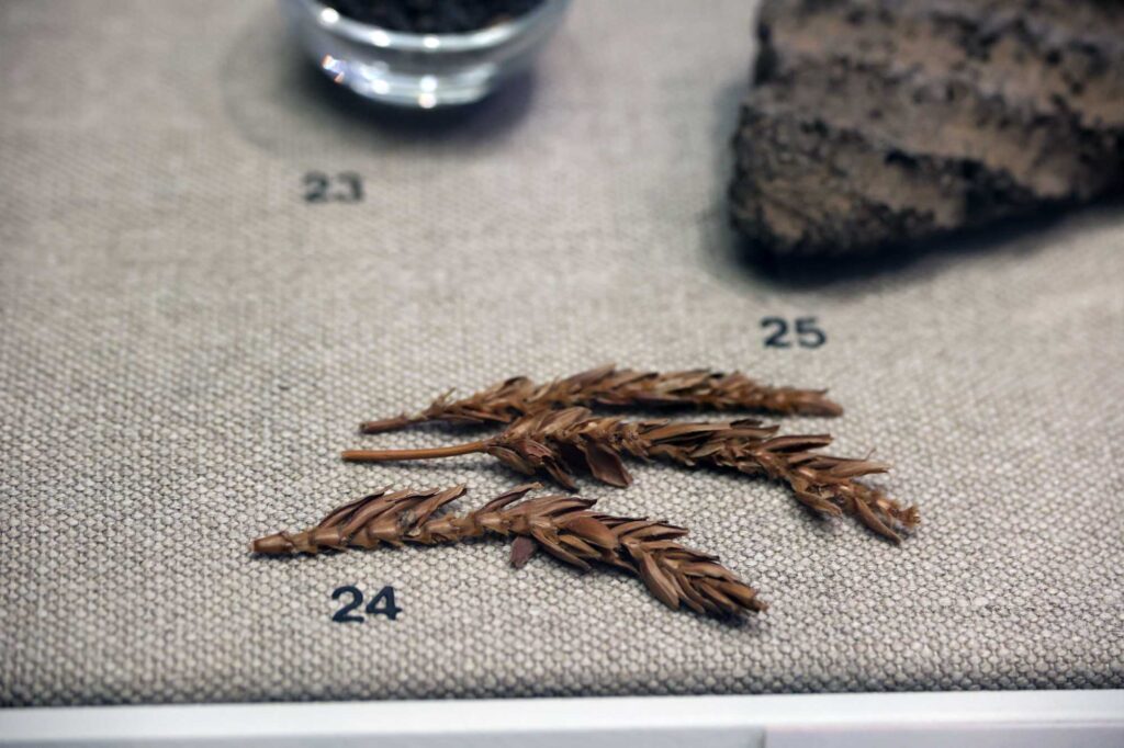 Wheat ears excavated from the Karanis site in Egypt are on display at the Kelsey Museum of Archaeology. Image credit: Jeremy Marble, Michigan News