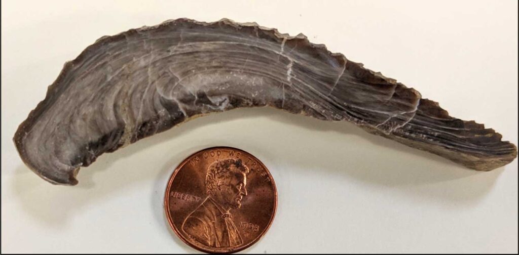 Cross-sectional view of the cut and polished surface of a Cretaceous oyster (Exogyra trigeri) from the Mancos Shale Formation in McKinley County, New Mexico, with a penny for scale. Image credit: Jon Hoffman