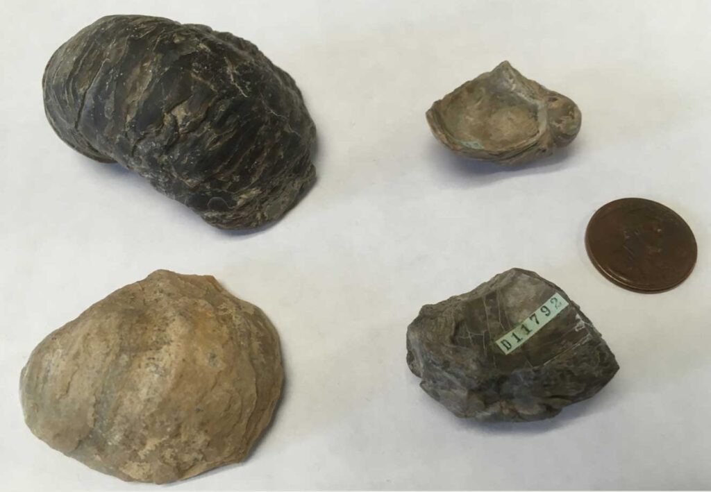 Cretaceous oysters of the genus Pycnodonte investigated in the new study. These specimens were collected in San Miguel County, Colorado (top left), Kane County, Utah (top right), Big Horn County, Wyoming (bottom left), and Natrona County, Wyoming (bottom right), with a penny for scale. Image credit: Matt Jones