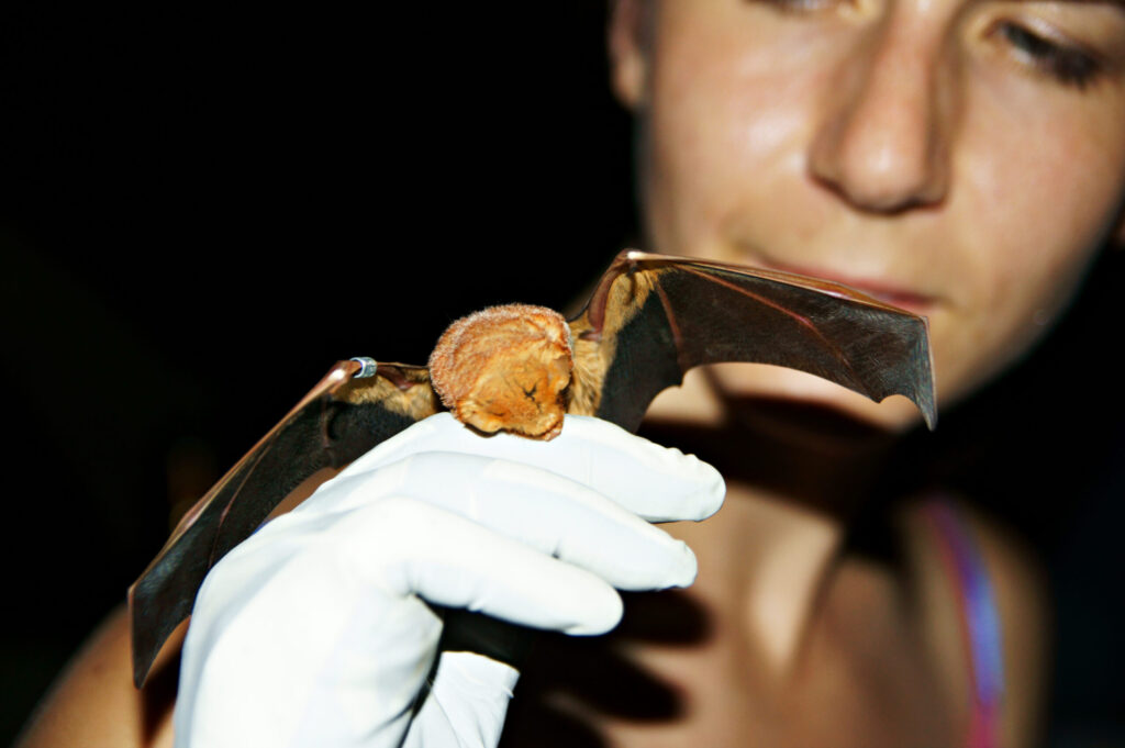 U-M biologist Giorgia Auteri with an eastern red bat (Lasiurus borealis), one of the many species of bats that use both torpor and seasonal migration. Image credit: Amy Gondran