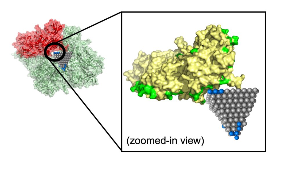 The model predicted how a zinc oxide nanopyramid interrupts a protein that contributes to metabolism in MRSA (methicillin resistant Staphylococcus aureus), a common strain that causes antibiotic resistant infections. Image credit: Minjeong Cha and Emine Sumeyra Turali Emre, Kotov Lab