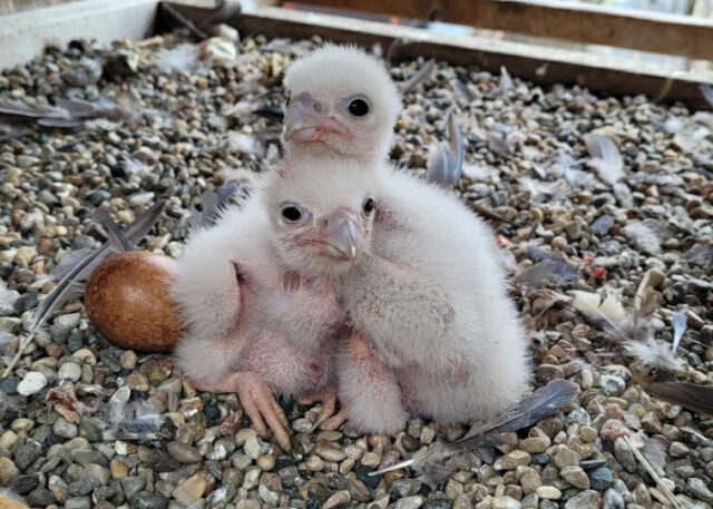 The two peregrine falcon chicks and one unhatched egg are seen in a nesting box atop North Quad. (Photo courtesy of Michigan Department of Natural Resources)