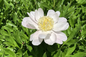 A pretty pink peony