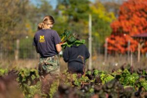Campus farm worker picks rhubarb