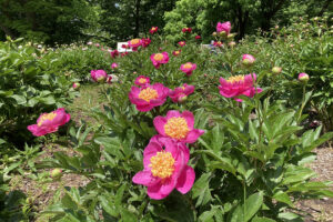 Beautiful row of fuschia peonies