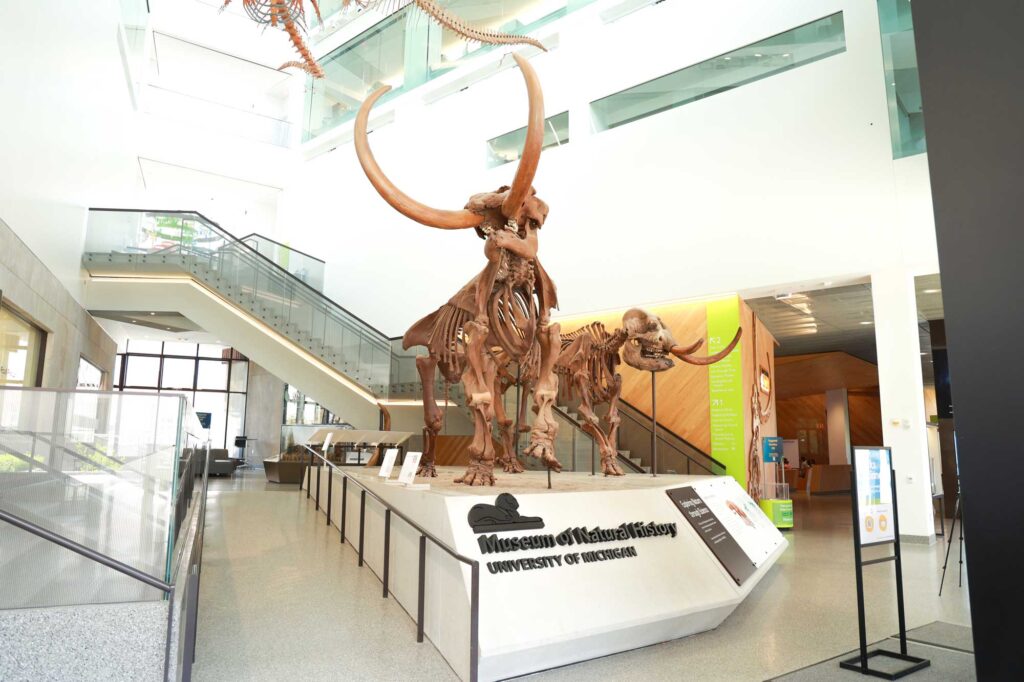 Buesching mastodons at the U-M Museum of Natural History. Image credit: Jeremy Marble, Michigan News