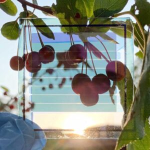Viewed through the semi-transparent solar cells, the cherries on the tree are clearly defined. The new manufacturing process could enable meter-scale electricity-producing windows. Image credit: Xinjing Huang, Optoelectronic Components and Materials Group