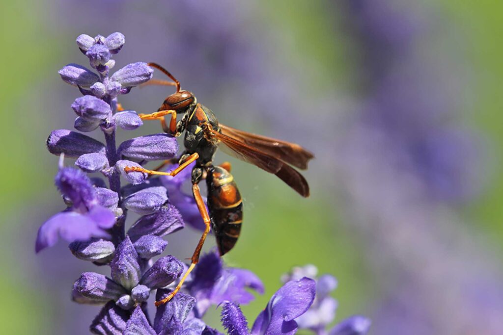 A Polistes fuscatus paper wasp on a flower. Image credit: Elizabeth Tibbetts