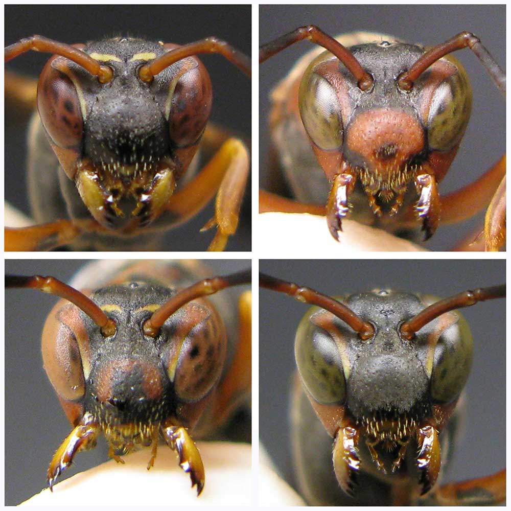 Portraits of four Polistes fuscatus paper wasps. Image credit: Elizabeth Tibbetts