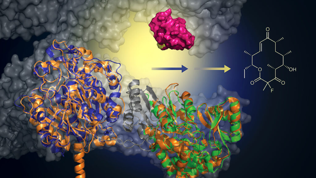 With the addition of a murine-derived biocatalyst (green), this engineered protein can add a fluoride atom to create macrolide analogs (structure, right). This approach offers a greener, more efficient method for creating new antibiotics. Image courtesy: Martin Grininger and Rajani Arora