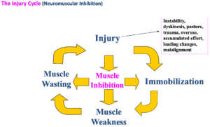 Injury cycle