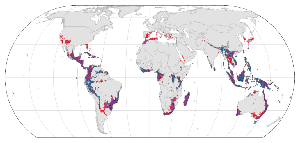 Map highlighting species rarity—the areas with many ant species with very small ranges. The colored areas all indicate important regions for ant species with small ranges. Red indicates areas that are relatively more studied than other areas, which could artificially boost their importance. Purple areas are both important based on current knowledge and are likely to remain so after future sampling. Blue areas are predicted by machine learning to harbor concentrations of undiscovered, small-ranged ant species, giving scientists a treasure map to guide future exploration. This image is an edited version of a figure that appeared in Kass et al., Science Advances, August 2022.
