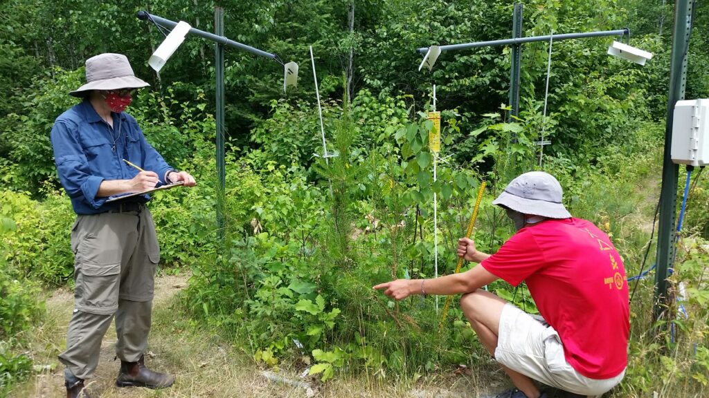 Researchers measure saplings growing on an experimental plot at a University of Minnesota field site in northeastern Minnesota. Photo was taken in July 2020, during the COVID-19 pandemic. Image credit: Raimundo Bermudez, University of Minnesota