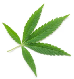 marijuana leaf