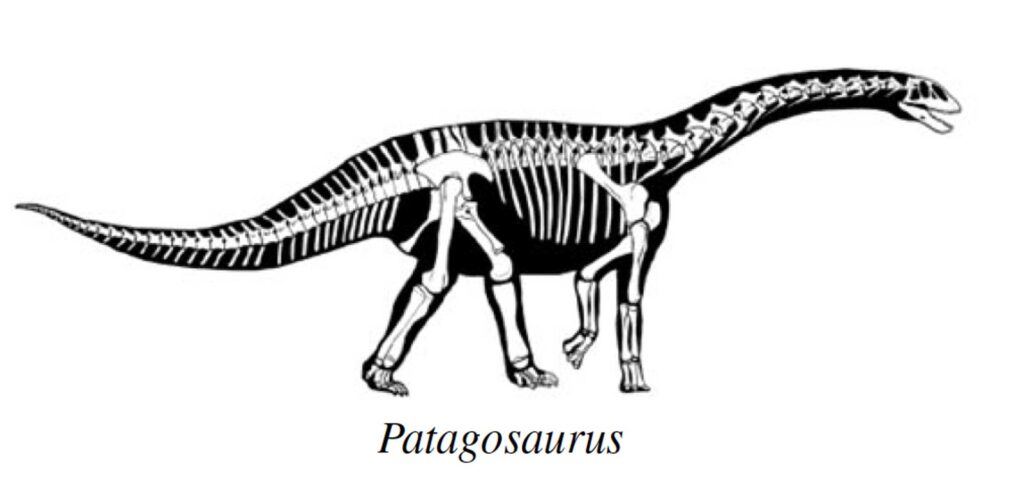 Patagosaurus is from Patagonia, and it is one of the sauropods most closely related to Perijasaurus. The image of Patagosaurus is a silhouette reconstruction done by Pol et al. (2020)