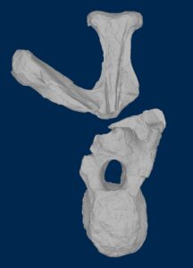 A single trunk vertebra that is about a half meter tall and wide has allowed scientists to identify a new species of  long-necked, plant-eating dinosaur. Image credit: U-M Online Repository of Fossils viewer developed by the U-M Museum of Paleontology