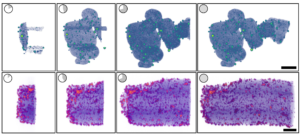 This rendering of platinum nanoparticles on a carbon support shows how tomviz interprets microscopy data as it’s created, resolving from a shadowy image to a detailed rendering.