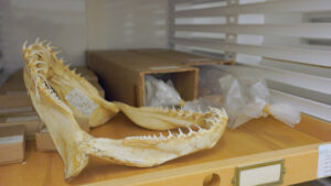 Jaw inside the Museum of Zoology