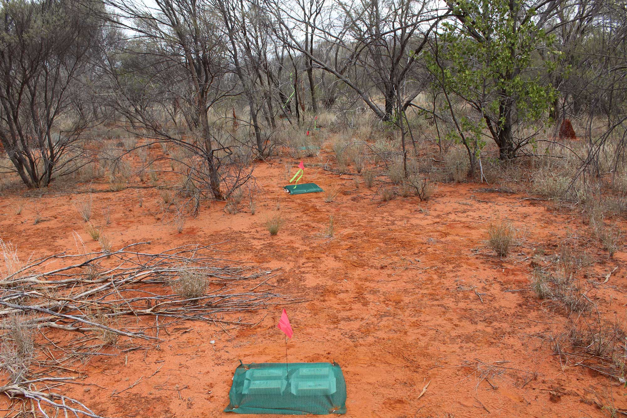 Global wood block decay experiment located in tropical semi-arid woodland in Alice Springs, Northern Territory, Australia. This site is part of the Terrestrial Ecosystem Research Network. Image credit: Jamie Cleverly