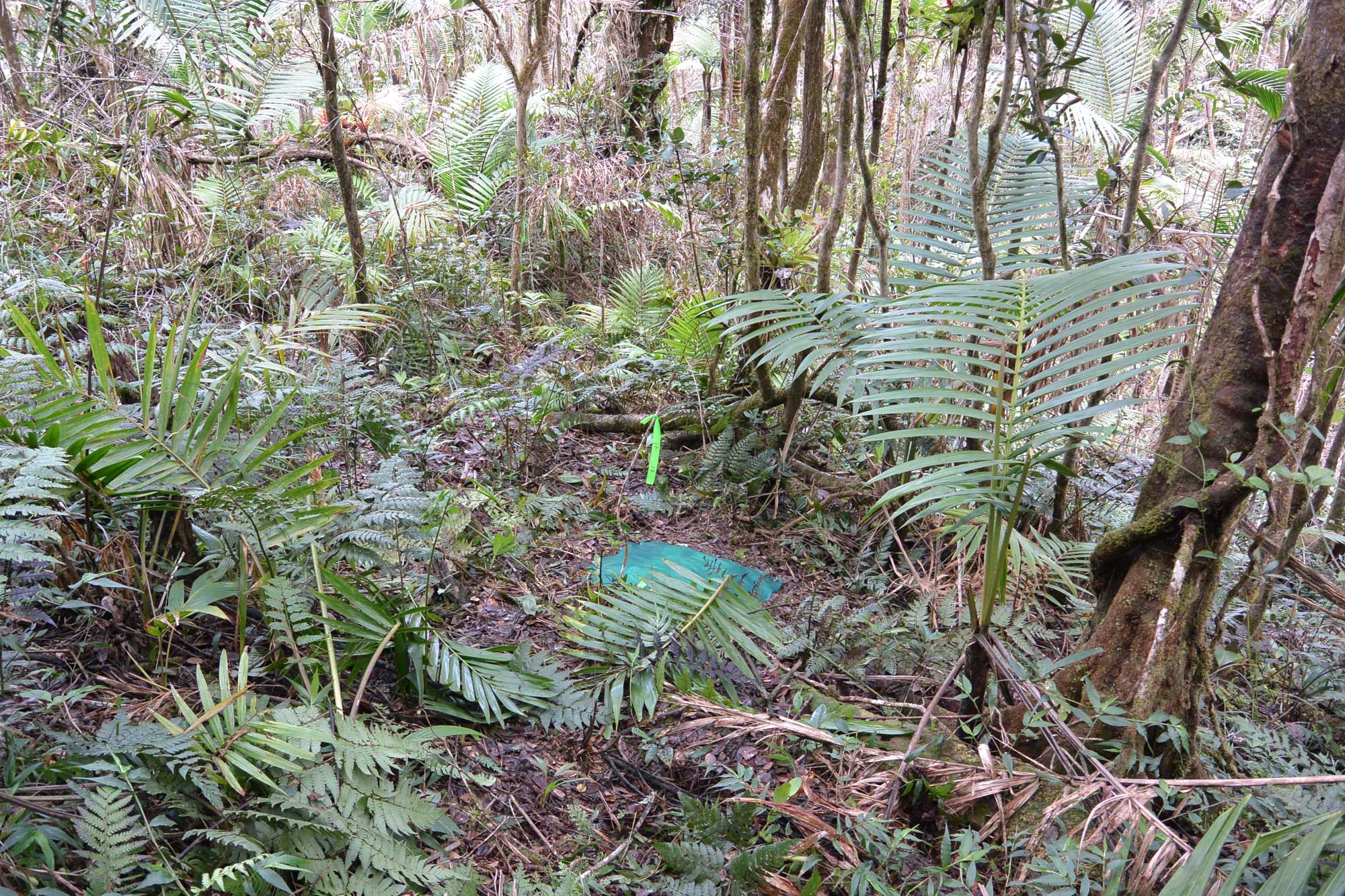 Global wood block decay experiment located in a tropical rainforest within the Luquillo Experimental Forest in eastern Puerto Rico. Image credit: María M. Rivera