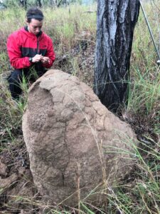 Subterranean termite (Coptotermes acinaciformis) mound on a Cullen's ironbark (Eucalyptus cullenii) tree with University of Miami PhD student Abbey Yatsko in Brooklyn Sanctuary, Mountain Carbine, Queensland, Australia. Image credit: Rebecca Clement