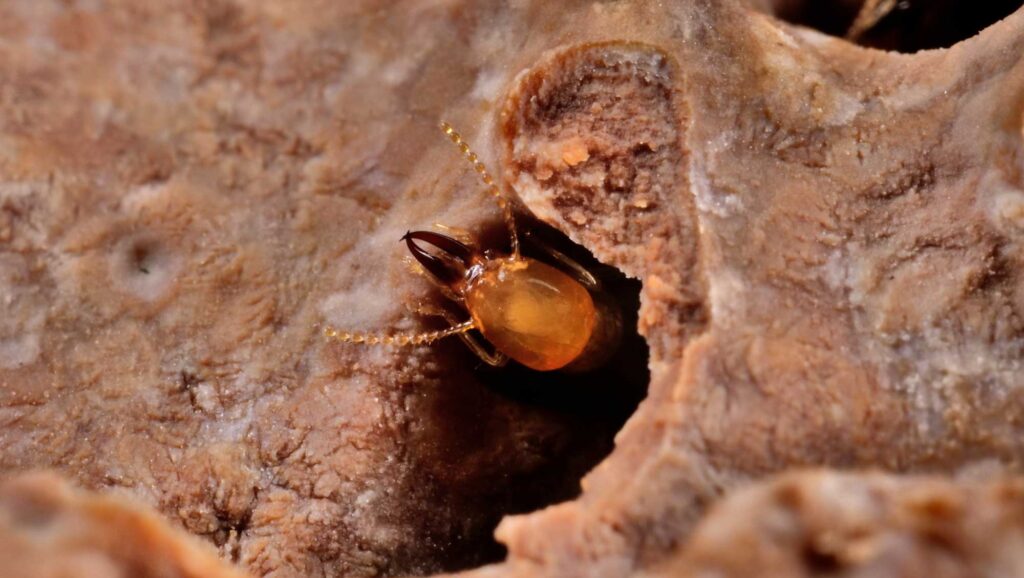 Asian subterranean termite (Coptotermes gestroi) soldier in carton nest. C. gestroi is a wood-feeding termite. Image credit: Thomas Chouvenc